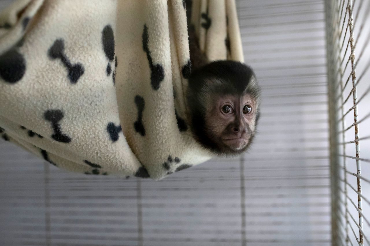 A young capuchin monkey named Marcelinho, whose arms were both amputated due to an electric shock from high-voltage wires, is kept in a cage at the Free Life Institute in Rio de Janeiro, Brazil, on Friday, March 10.